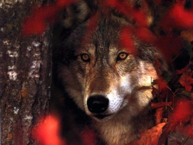 Beautiful Wolf...