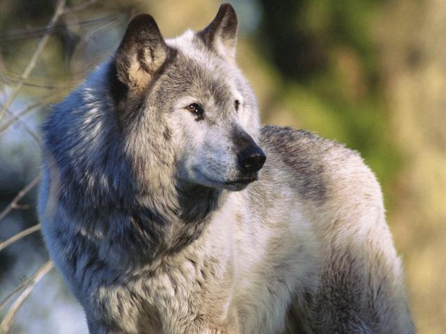 Beautiful Wolf...