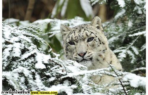 snow leopard