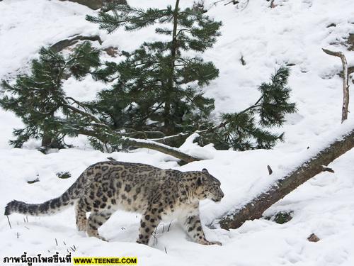 snow leopard