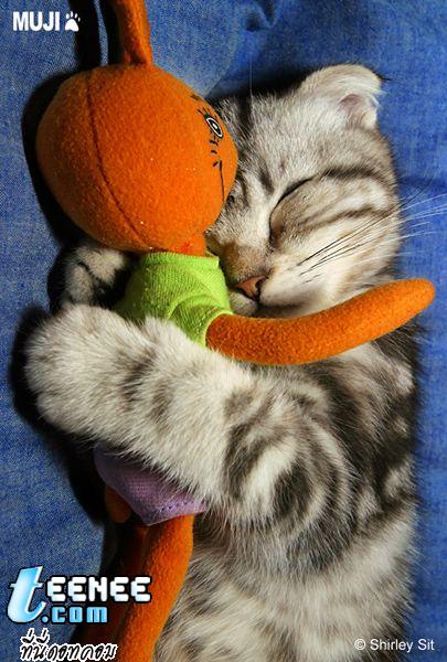 ฝันดีนะ...เจ้าแมวน้อย