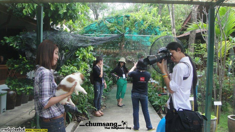 ชมภาพเพิ่มเติมได้ทาง Facebook คอกชุมแสงสงคราม : http://www.facebook.com/chumsang.bangkaew