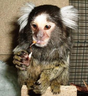 Marmoset Monkeys