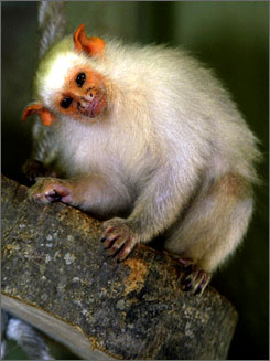 Marmoset Monkeys