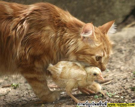 Old cat lives with 7 chicks