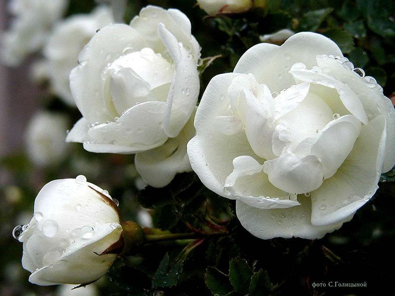 ดอกไม้สีขาว