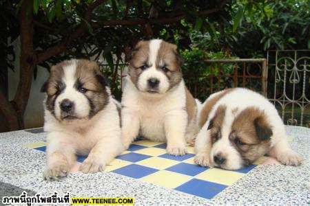 สามพี่น้อง Maungthong เมืองไทย สุนัขไทยพันธุ์บางแก้ว