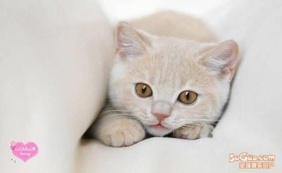 Cute Cats for Pets Lovers