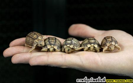 Endangered Egyptian tortoises
