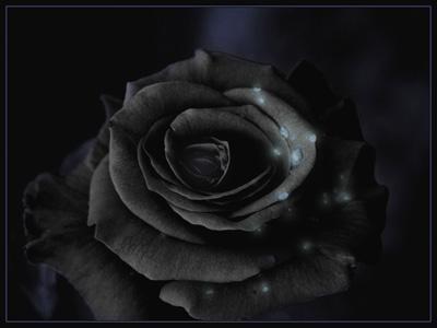 Immortal Black Roses