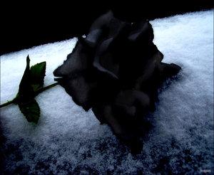Immortal Black Roses