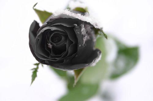 Immortal Black Roses