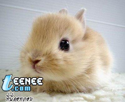 bunny cute