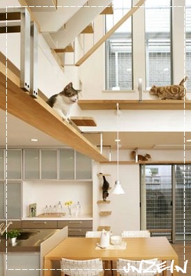 Cat-Friendly House Design