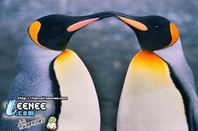 เพนกวิน น่ารัก อินเลิฟ ปิ๊งๆ