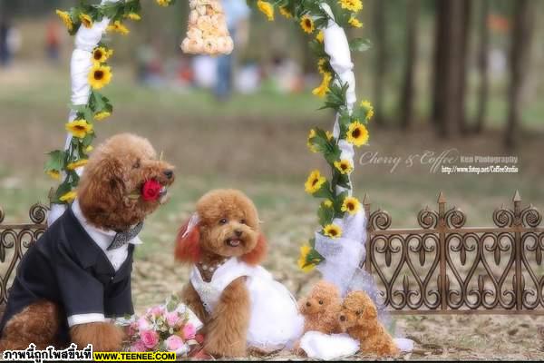 รูป Wedding ที่น่ารักที่สุดเท่าที่เคยเห็นมา‏