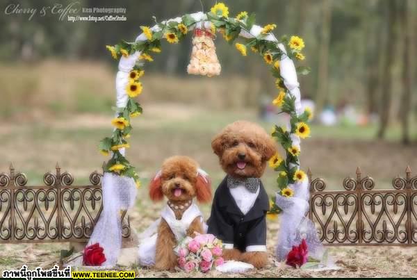 รูป Wedding ที่น่ารักที่สุดเท่าที่เคยเห็นมา‏