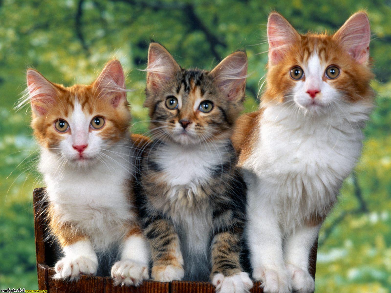 Longhair Cats