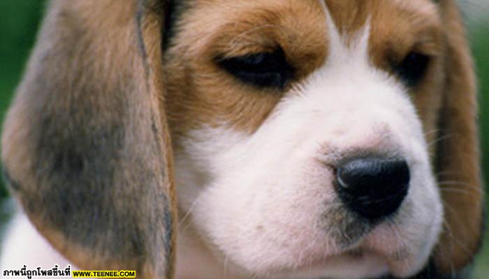 Beagle