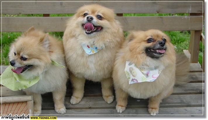 poMeranians