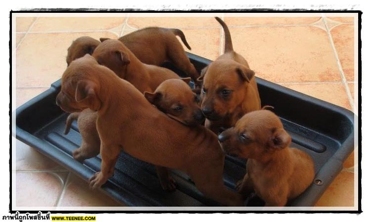 Thai ridgeBack doG