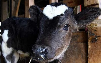 Baby Ox with Whopping HUGE Heart-Shaped Marking 