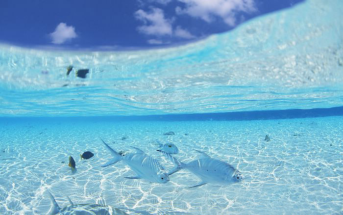 The sea be transparent (Very Beautiful)