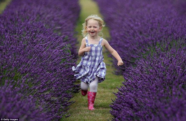 Beauty Of Lavender Fields 