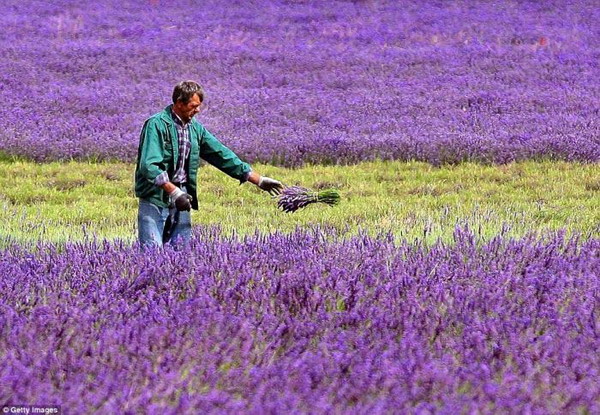 Beauty Of Lavender Fields 