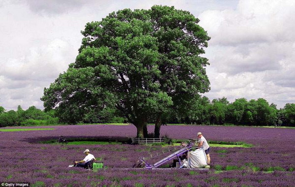 Beauty Of Lavender Fields 