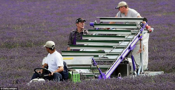 Beauty Of Lavender Fields 