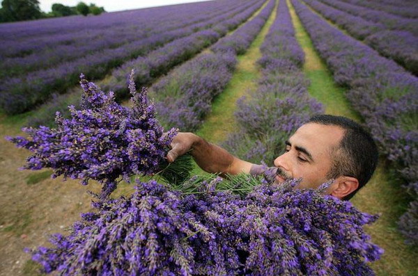 Beauty Of Lavender Fields 