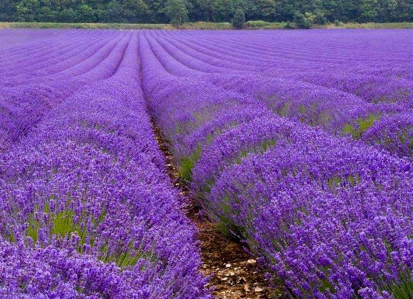 Beauty Of Lavender Fields 