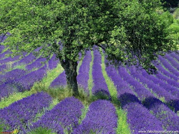 Beauty Of Lavender Fields 