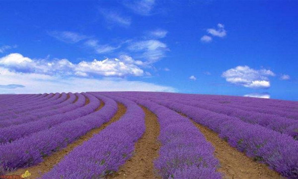 Beauty Of Lavender Fields 