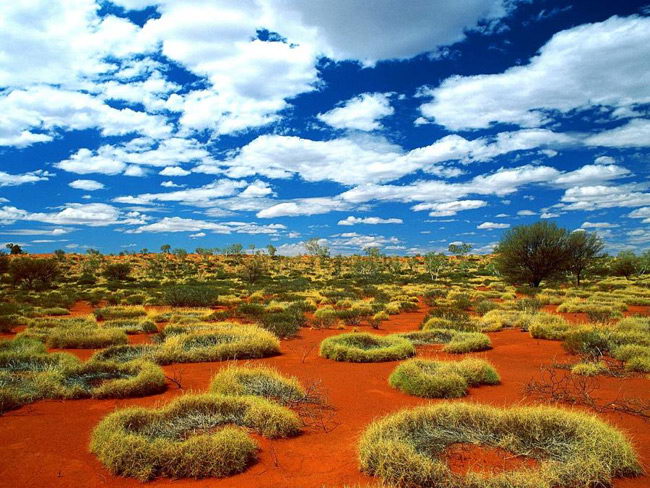 Life in Desert