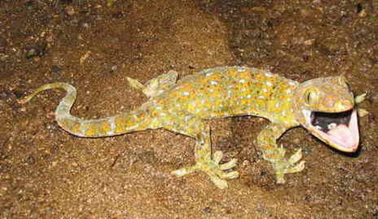 gecko ตุ๊กแกหลายสีหลายพันธุ์