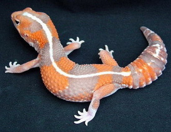 gecko ตุ๊กแกหลายสีหลายพันธุ์