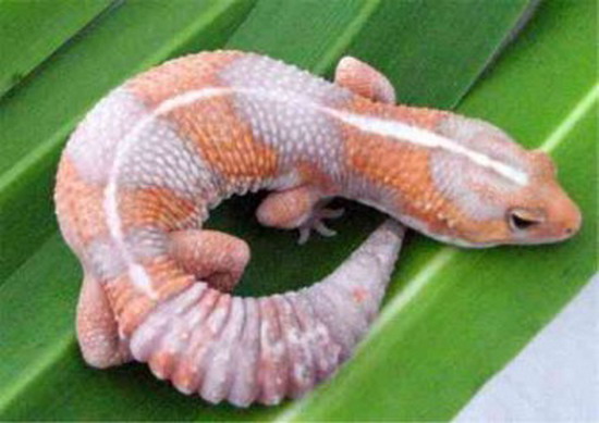gecko ตุ๊กแกหลายสีหลายพันธุ์