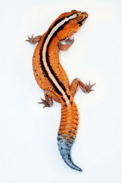 gecko ตุ๊กแกหลายสีหลายพันธุ์