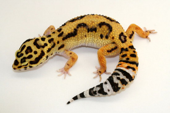 gecko ตุ๊กแกหลายสีหลายพันธุ์