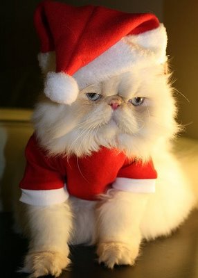 Christmas-cat