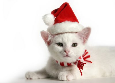 Christmas-cat