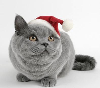 Christmas-cat