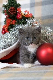 Christmas-cat