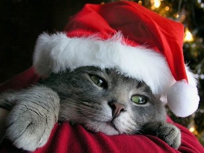 Christmas-cat