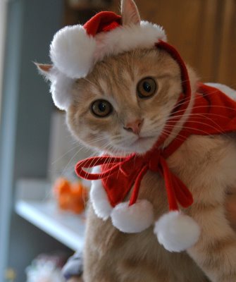 Christmas-cat