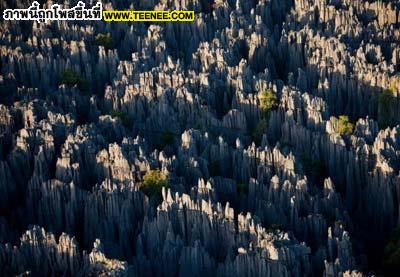 ป่าหินในมาดากัสก้า