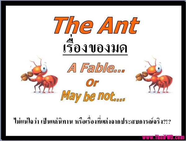 The Ant เรื่องของมด