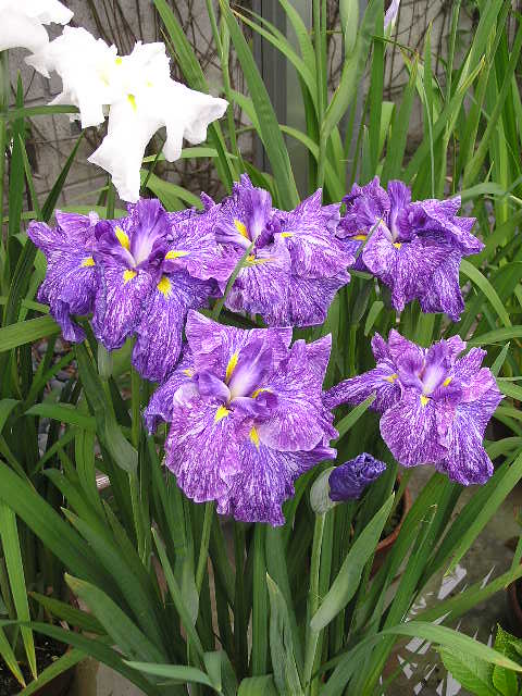 เอา ดอกไอริส (Iris) มาฝาก